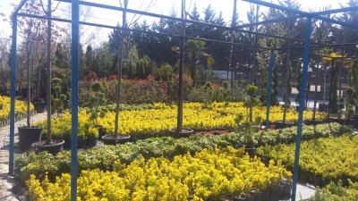 YENİ FİDANLIK-BEYKOZ